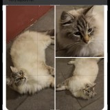 claquette