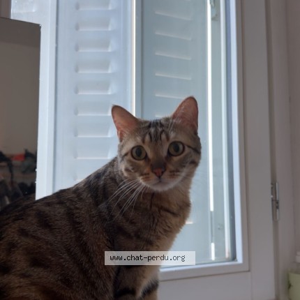 Photo 1/1 Zaïre Chat perdu à Paris