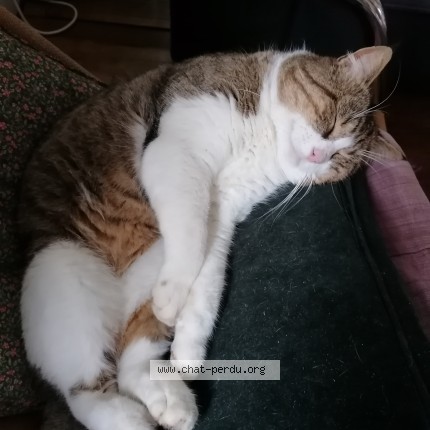 Photo de chat perdu à Rennes