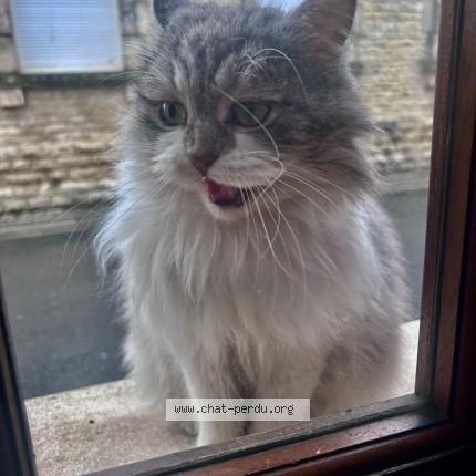 Photo de chat perdu à Mansle
