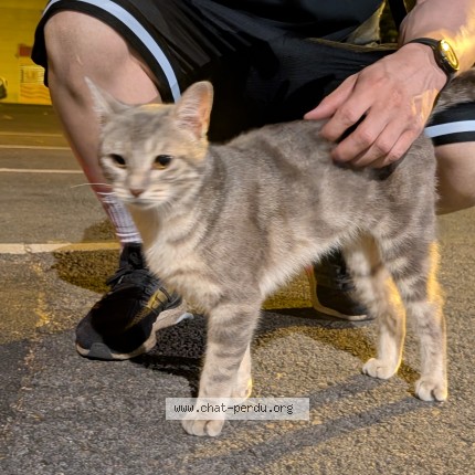 Photo de chat trouvé à Bussy Saint Georges