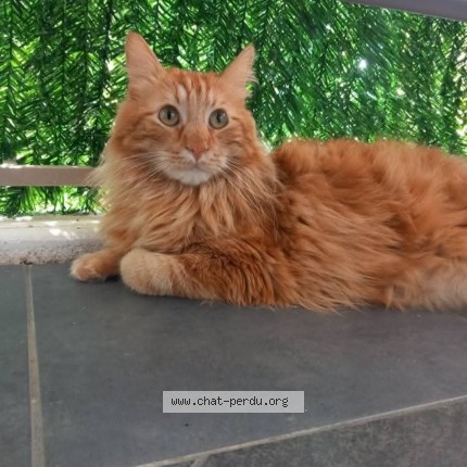 Photo de chat perdu à Villefranche Sur Saone