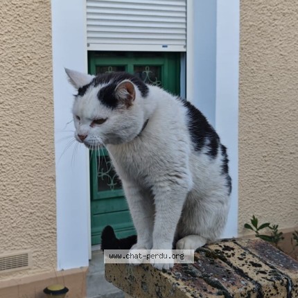 Photo 1/1 Chat trouvé Trouvé à Le Mans