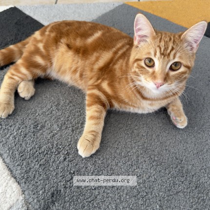 Photo de chat perdu à Bordeaux