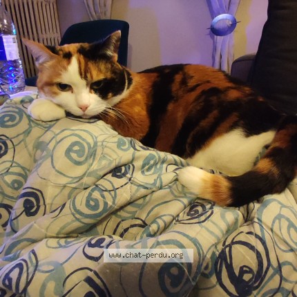 Photo 1/1 Melba Chat perdu à La Frette Sur Seine