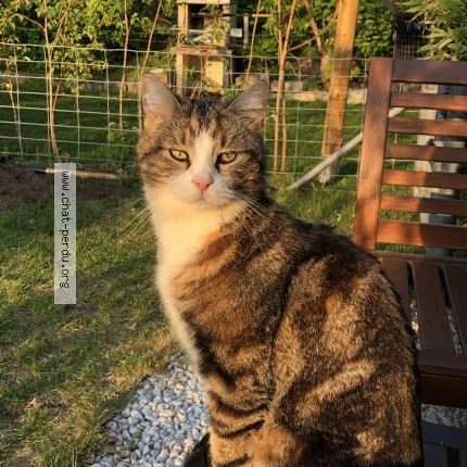 Photo 1/1 Romeo Chat perdu à Beaune