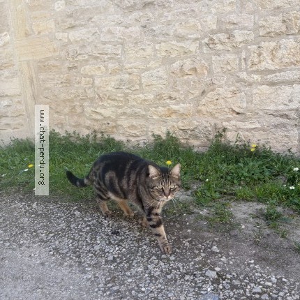 Photo 1/1 Django Chat perdu à Rully