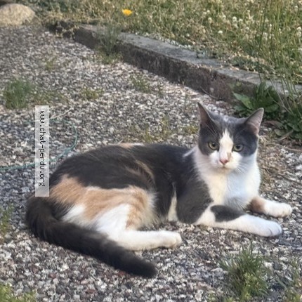 Photo 1/1 minie Chat perdu à Audincourt