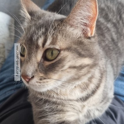 Photo de chat perdu à Saint Jean Bonnefonds