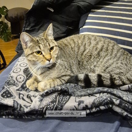 Photo 2/3 Chat retrouvé Perdu à Conflans Sainte Honorine