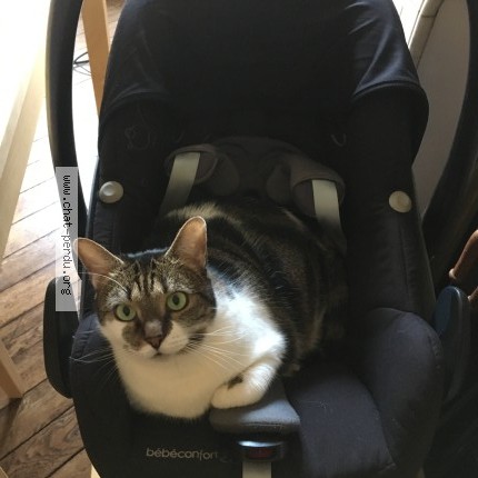 Photo de chat perdu à Paris