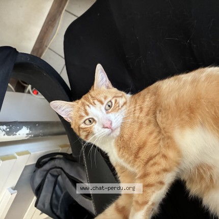 Photo de chat perdu à St Eulalie