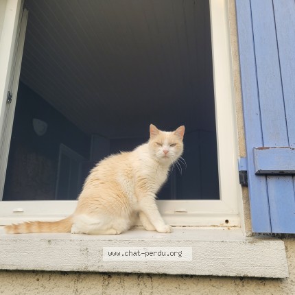 Photo 1/1 Maya Chat perdu à Rennes