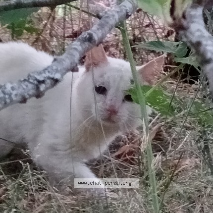 Photo de chat trouvé à Le Barp