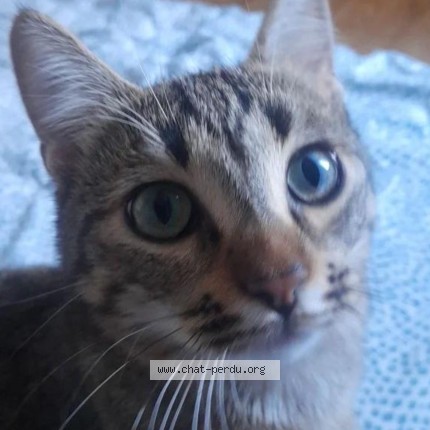 Photo de chat perdu à Besse Sur Issole