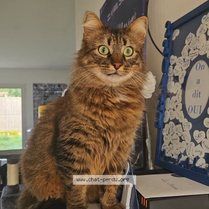 Photo 1/1 Dobby-Groot Chat perdu à Saint Yriex Sur Charente