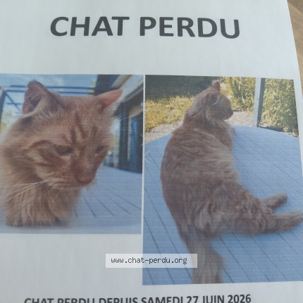 Photo 1/1 Symba Chat perdu à Thauvenay