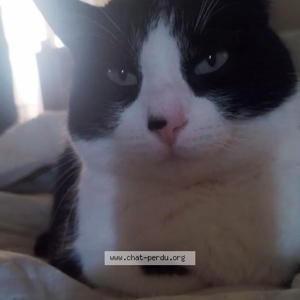 Photo 1/1 Saïko Chat perdu à Bois Colombes