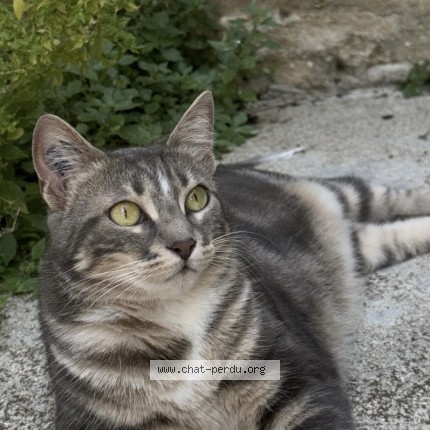 Photo de chat perdu à Angouleme