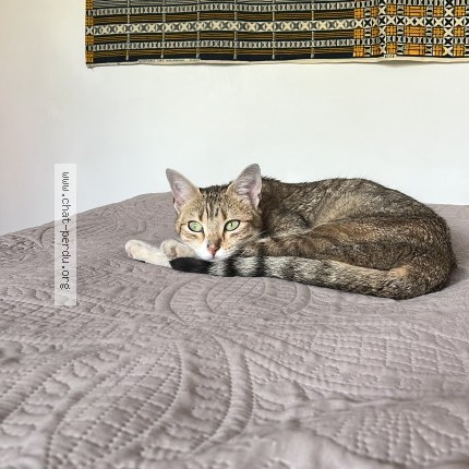 Photo de chat trouvé à Clamart