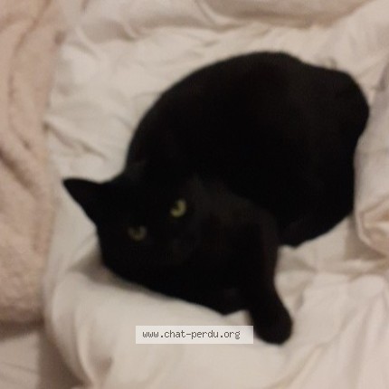 Photo de chat perdu à Plougoumelen