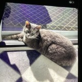 kitty