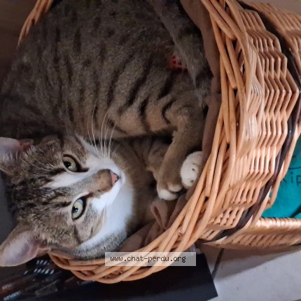 Photo de chat perdu à La Rochefoucauld En Angoumois