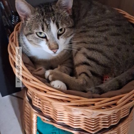 Photo 1/1 Titi Pouette Chat perdu à La Rochefoucauld En Angoumois