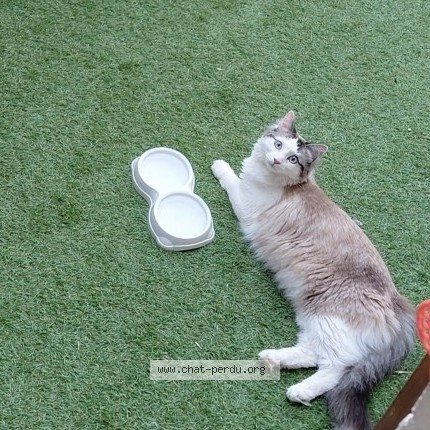 Photo de chat perdu à Longlaville