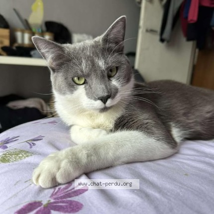 Photo de chat perdu à Lorris