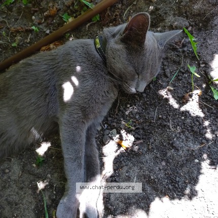 Photo 1/1 Chat trouvé Trouvé à Verdon Sur Mer