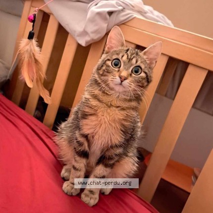 Photo 1/1 Chat retrouvé Perdu à Liege