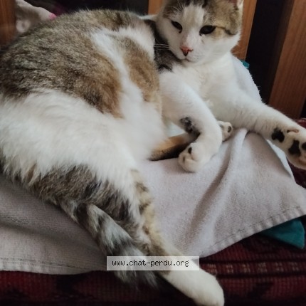 Photo de chat perdu à Haulchin