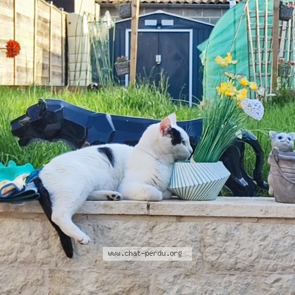 Photo de chat perdu à Tourcoing