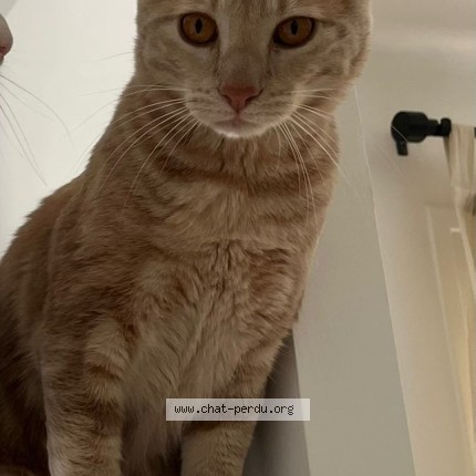 Photo 1/1 pifou Chat perdu à Montpellier