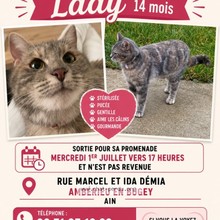 Photo 1/1 LADY Chat perdu à Amberieu En Bugey