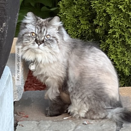 Photo 1/1 Chat trouvé Trouvé à Quebec