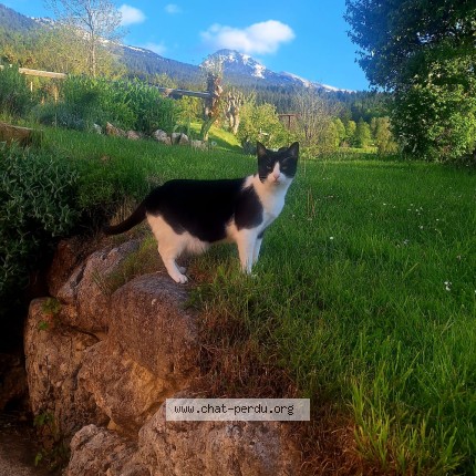 Photo 1/1 charly Chat perdu à Villard De Lans