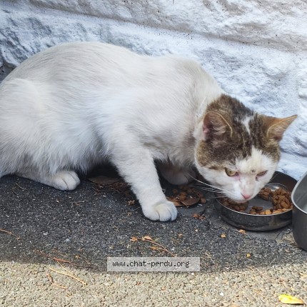 Photo 1/1 Chat trouvé Trouvé à Tourcoing