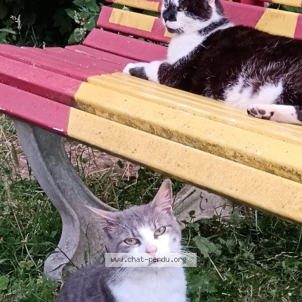 Photo 1/1 Chat trouvé Trouvé à Le Mans