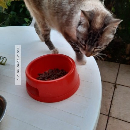 Photo 1/1 Chat trouvé Trouvé à Brignais
