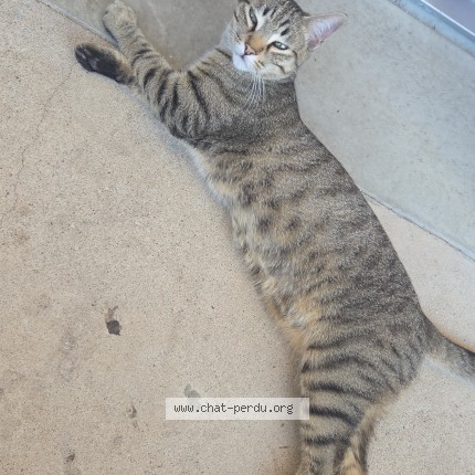 Photo de chat perdu à Thezan Les Beziers