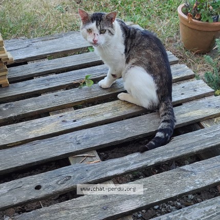 Photo de chat trouvé à Saint Germain Sur Ille