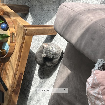 Photo de chat perdu à Pierrelaye