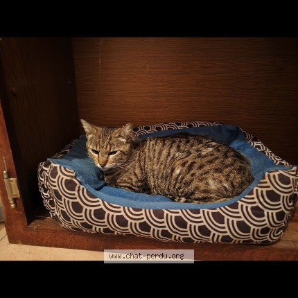 Photo 1/1 Fripouille Chat perdu à Cernoy En Berry