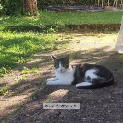 Photo de chat perdu à Pontarlier