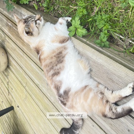 Photo de chat perdu à Fay De Bretagne
