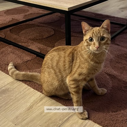 Photo de chat perdu à Wallers