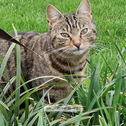 Photo de chat perdu à La Haye
