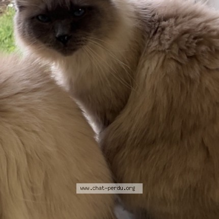 Photo de chat perdu à Villiers Sur Morin